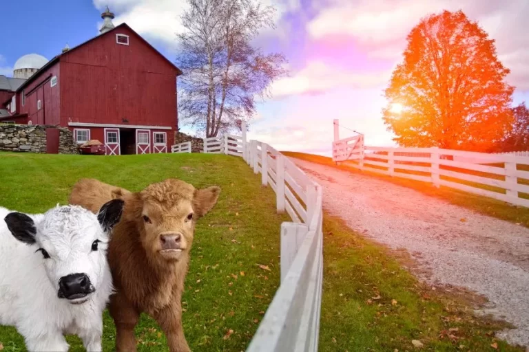 Mini vacas conheça a menor raça bovina do mundo