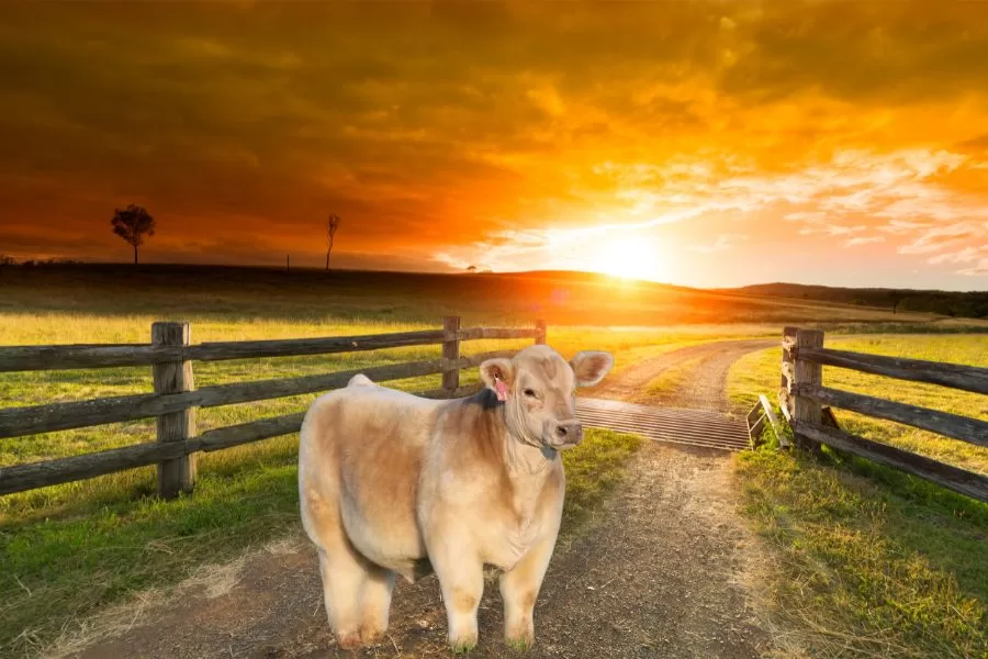 Mini vacas conheça a menor raça bovina do mundo