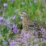 Codorna: conheça a pequena aves