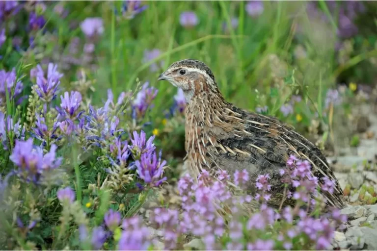 Codorna: conheça a pequena aves