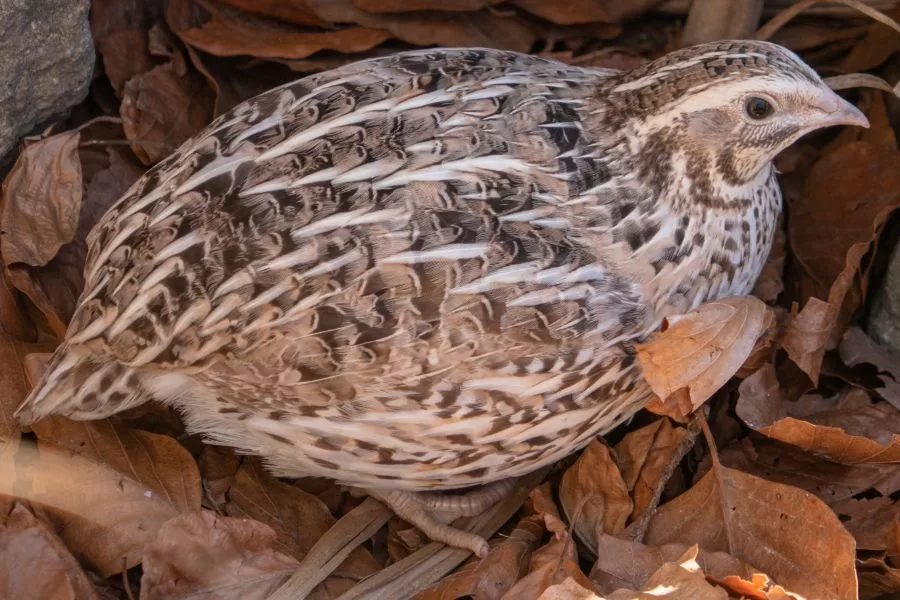 Codorna: conheça a pequena aves