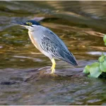 Socó: uma das aves mais elegantes dos pântanos