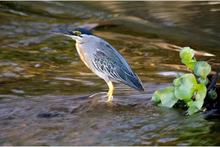 Socó: uma das aves mais elegantes dos pântanos