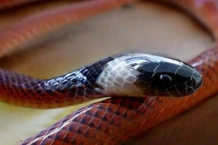 A cobra muçurana: uma serpente fascinante