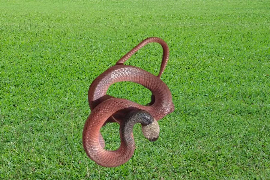 A cobra muçurana: uma serpente fascinante