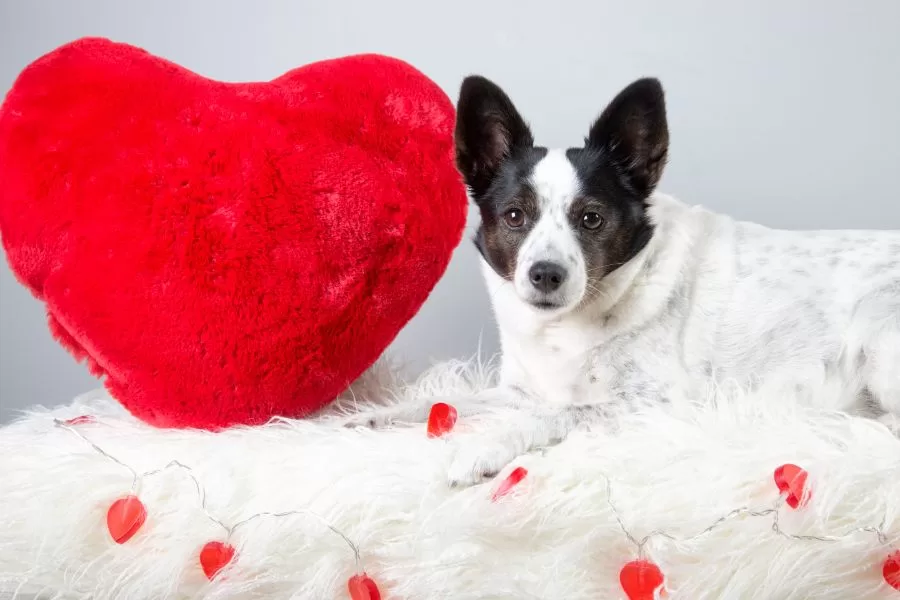 Presentes especiais para o Dia dos Namorados: pets para celebrar o amor