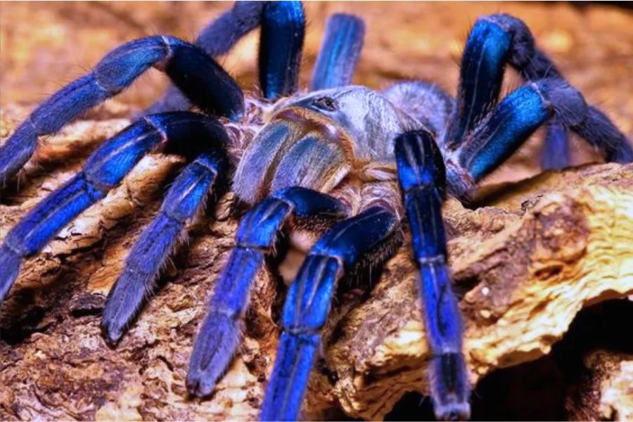 Tarântula azul: descubra a fascinante beleza dessa aranha