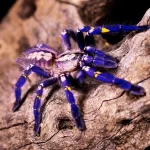 Tarântula azul: descubra a fascinante beleza dessa aranha