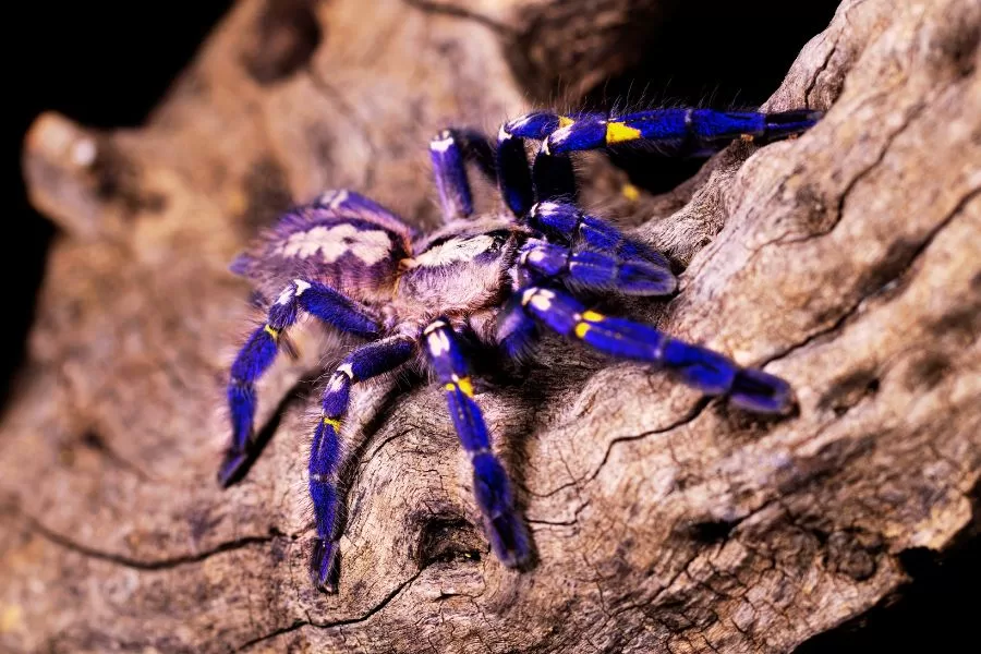Tarântula azul: descubra a fascinante beleza dessa aranha