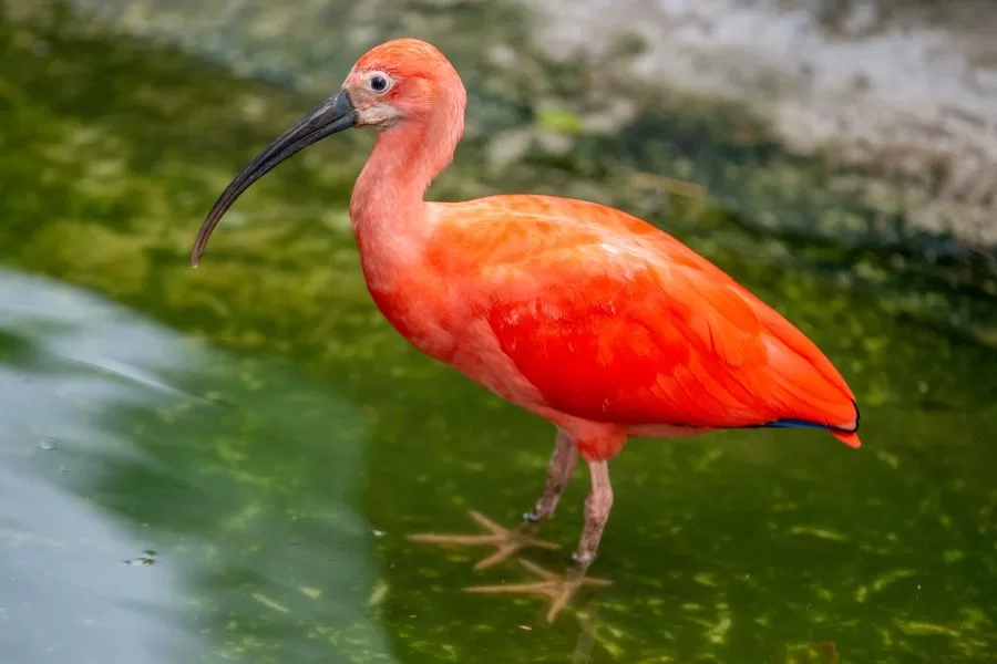 O guará-vermelho: beleza e elegância nos manguezais