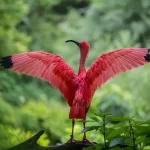 O guará-vermelho: beleza e elegância nos manguezais