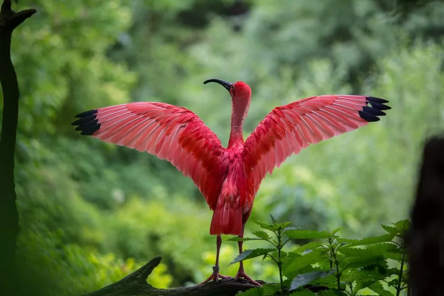 O guará-vermelho: beleza e elegância nos manguezais