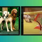 Filmes de animais que retratam amizades improváveis