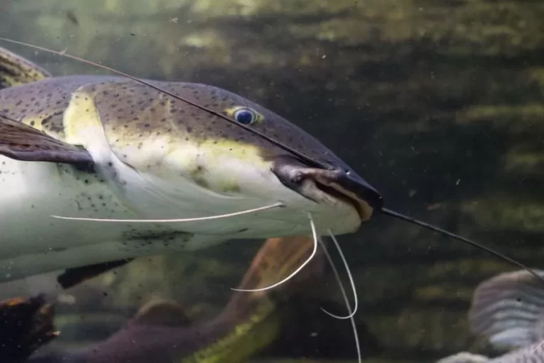 Tipos de bagre: conheça as diversas espécies desse peixe incrível