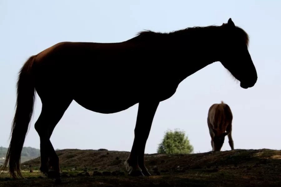 Animais que dormem em pé: compreendendo essa peculiaridade