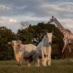 Animais que dormem em pé: compreendendo essa peculiaridade - Imagem: Canva Pró.Animais que dormem em pé: compreendendo essa peculiaridade