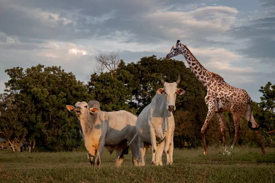 Animais que dormem em pé: compreendendo essa peculiaridade - Imagem: Canva Pró.Animais que dormem em pé: compreendendo essa peculiaridade