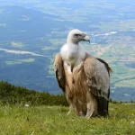 Abutre: a importância dessas aves necrófagas no ecossistema - Imagem: Canva Pró.