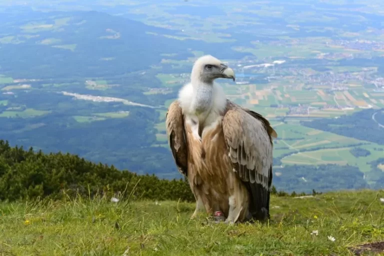 Abutre: a importância dessas aves necrófagas no ecossistema - Imagem: Canva Pró.