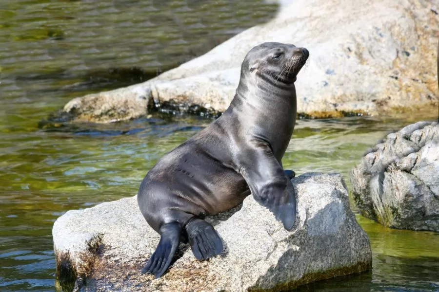 A vida fascinante das focas: conheça essas maravilhas marinhas