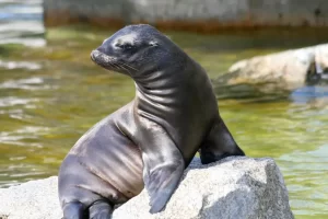 A vida fascinante das focas