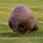 Pangolins: conheça esse fascinante animal