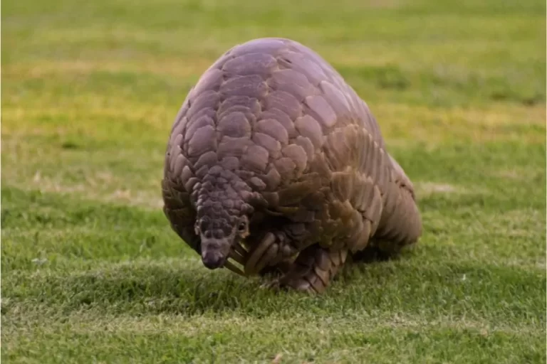 Pangolins: conheça esse fascinante animal