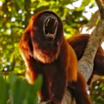 Bugio: conheça o macaco barulhento da floresta