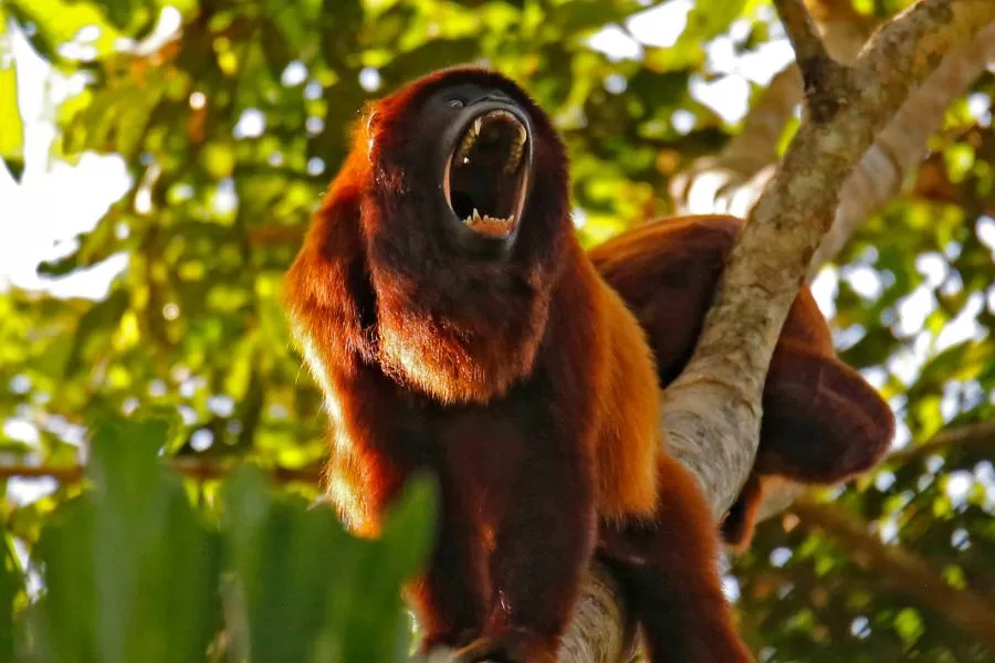 Bugio: conheça o macaco barulhento da floresta