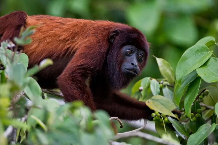 Bugio: conheça o macaco barulhento da floresta