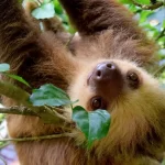 Animais folívoros: os especialistas em uma dieta verde