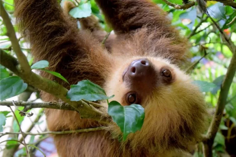 Animais folívoros: os especialistas em uma dieta verde