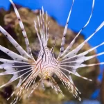 Peixe-leão: beleza exótica e ameaça aos ecossistemas marinhos