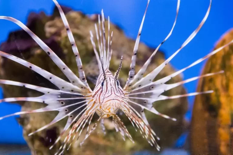 Peixe-leão: beleza exótica e ameaça aos ecossistemas marinhos