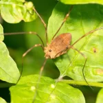 Opiliões descobrindo o fascinante mundo dos aracnídeos - Imagem: Canva Pró.