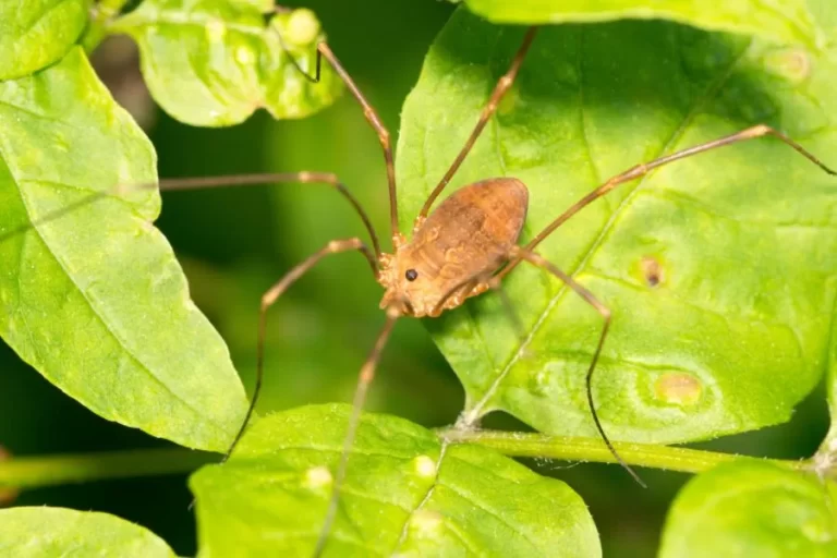 Opiliões descobrindo o fascinante mundo dos aracnídeos - Imagem: Canva Pró.