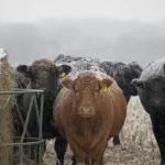 Medidas eficazes para proteger o gado do frio intenso