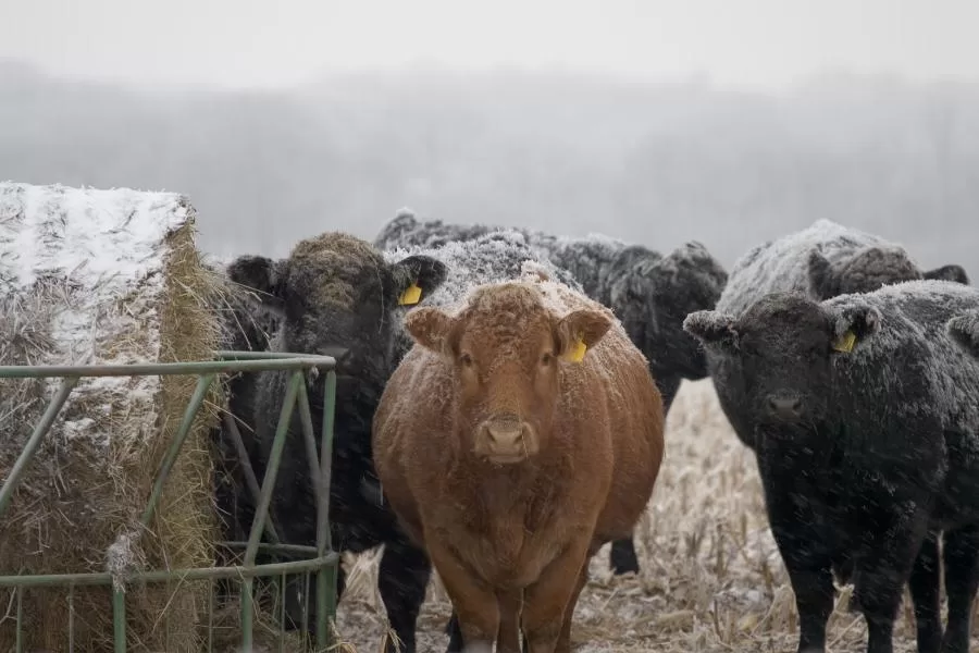 Medidas eficazes para proteger o gado do frio intenso