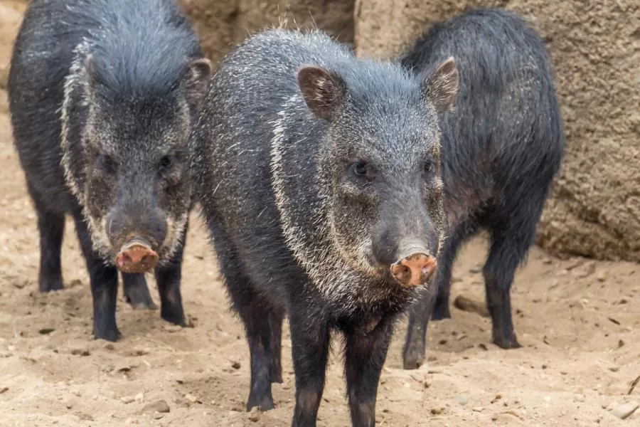 Queixadas: os poderosos porcos selvagens da América do Sul