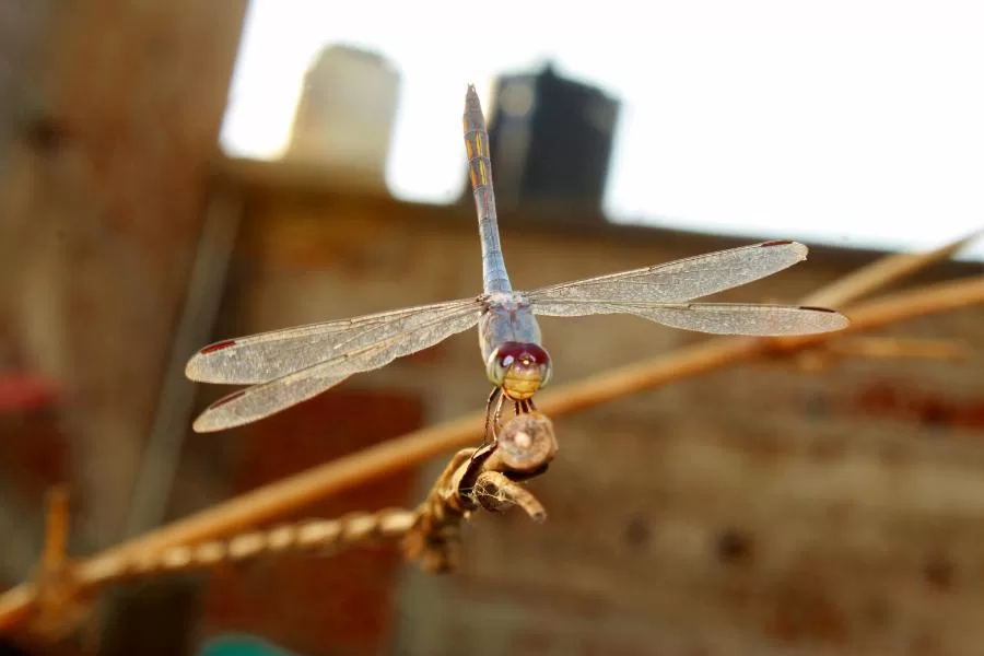 A importância da libélula: guardiã dos ecossistemas aquáticos