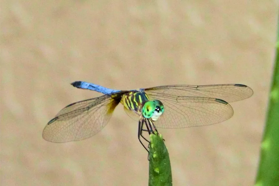 A importância da libélula: guardiã dos ecossistemas aquáticos