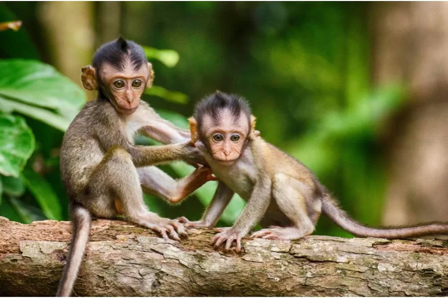 Primatas da mata Atlântica: tesouros da biodiversidade brasileira