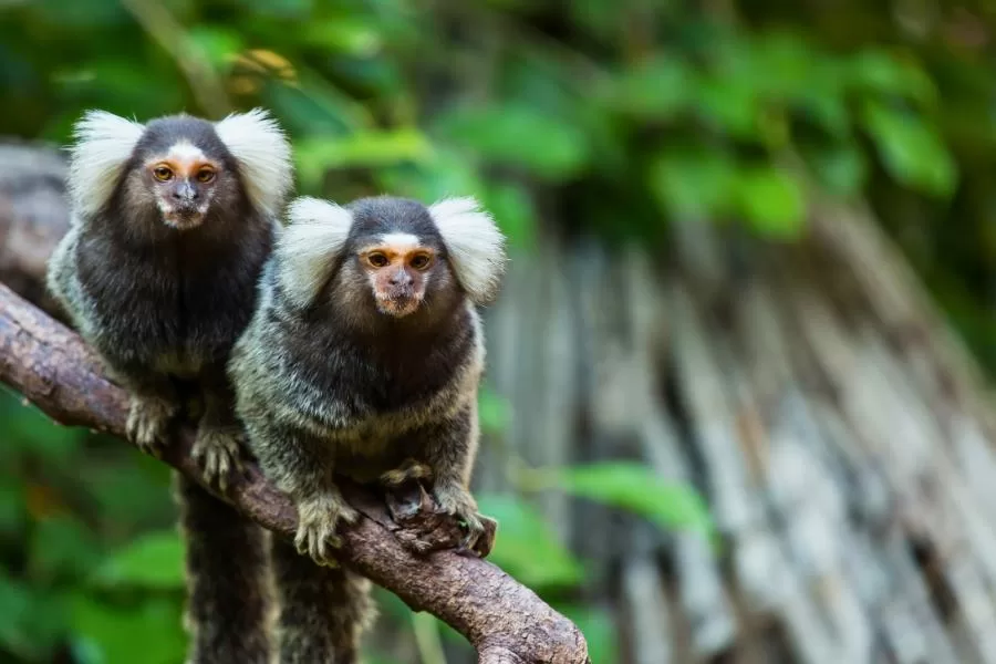 Primatas da mata Atlântica: tesouros da biodiversidade brasileira