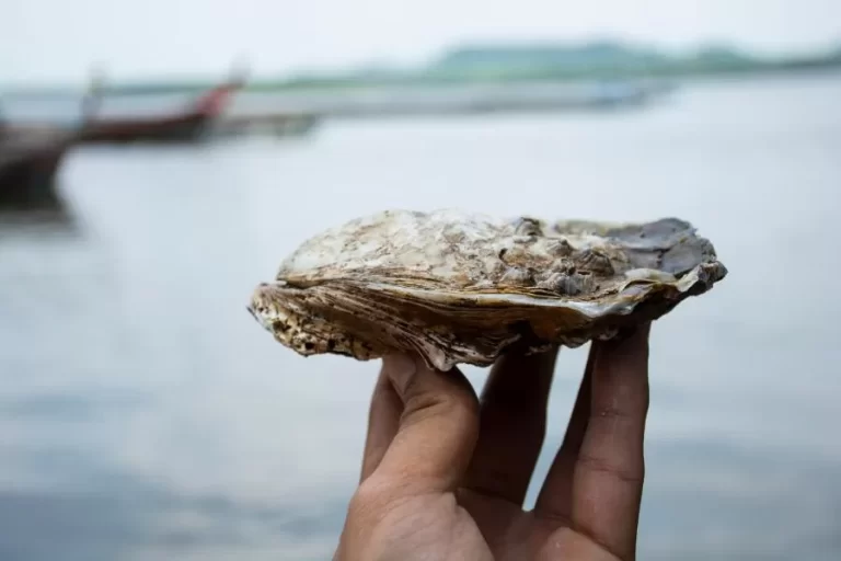 A ostra: pérola dos mares e guardiã dos ecossistemas costeiros - Imagem: Canva Pró.