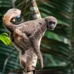 O muriqui-do-norte: o gigante gentil das florestas brasileiras