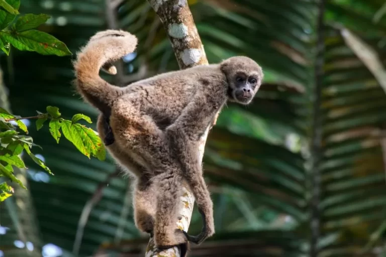 O muriqui-do-norte: o gigante gentil das florestas brasileiras