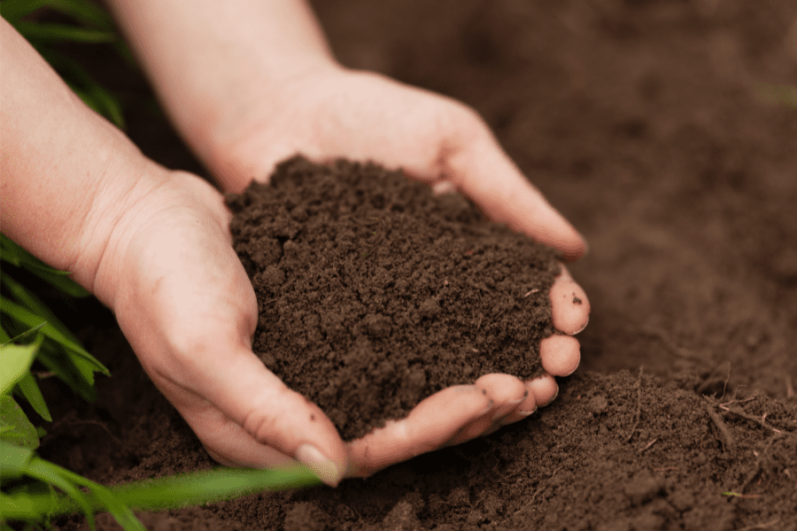 Entenda a diferença entre terra vegetal e substrato