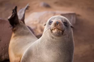 Leões-marinhos: habitantes dos oceanos - Imagem: Canva Pró.