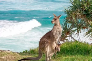 Cangurus: saltadores da Austrália