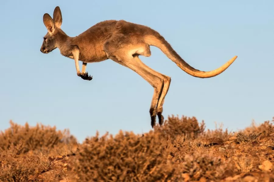 Cangurus: saltadores da Austrália